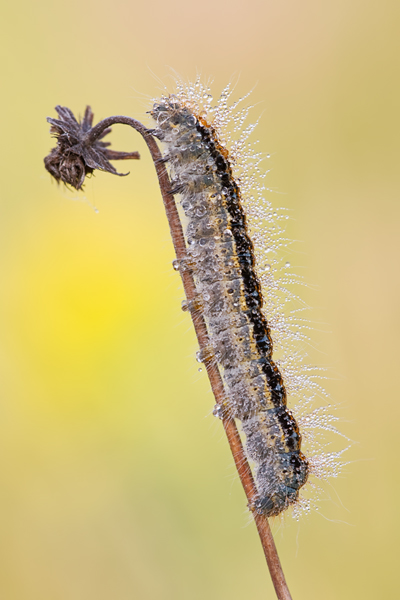 Wolfsmilch-Ringelspinner,  Malacosoma castrensis