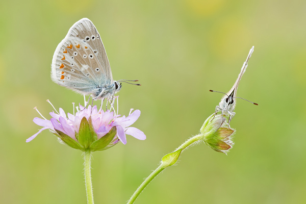 Wundklee-Bläuling, Polyommatus dorylas