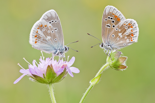 Wundklee-Bläuling, Polyommatus dorylas