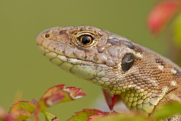 Zauneidechse, Lacerta agilis