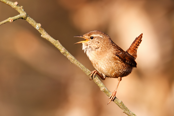 Zaunkönig, Troglodytes troglodytes