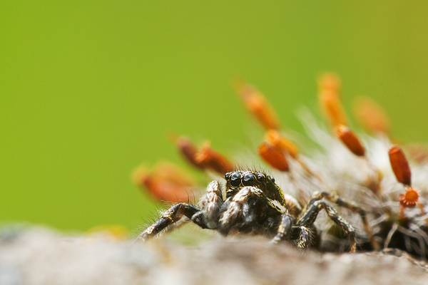 Zebraspringspinne, Salticus scenicus