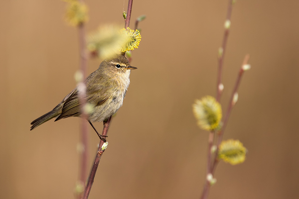 Zilpzalp, Phylloscopus collybita