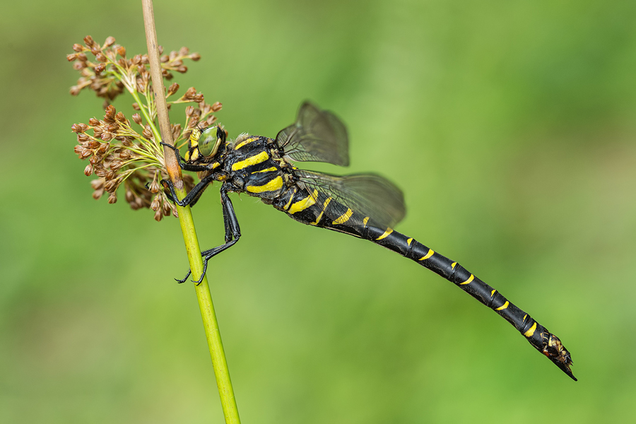 Zweigestreifte Quelljungfer, Cordulegaster boltonii