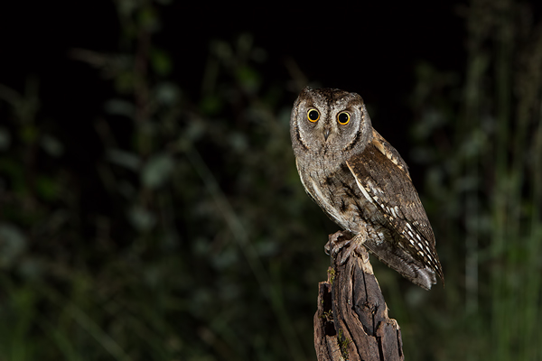  Zwergohreule , Otus scops