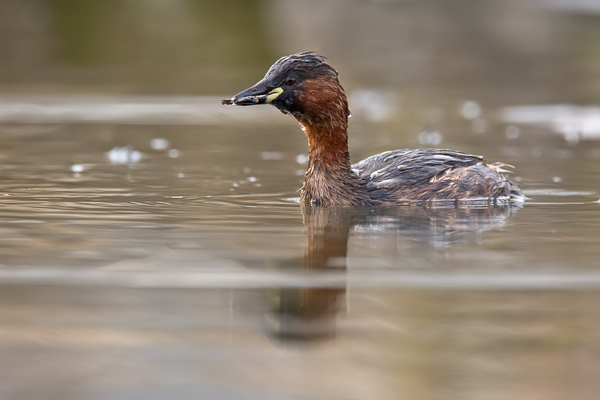 Zwergtaucher, Tachybaptus ruficollis